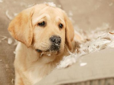 درمان اسهال و استفراغ توله سگ