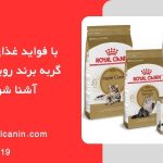 چرم رادمن:جذاب ترین مدل های کیف زنانه رونمایی شد! غذای خشک گربه