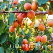 کاشت تا باردهی؛ راهنمای کامل برای پرورش موفق نهال های میوه تصویر 1