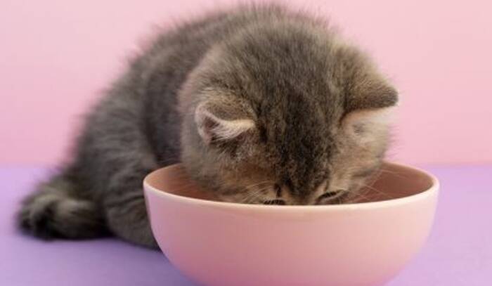 رژیم غذایی گربه ها - تصویر 1
